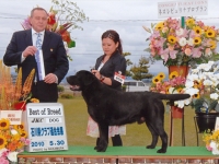 石川県クラブ連合会展にてベストオブブリード