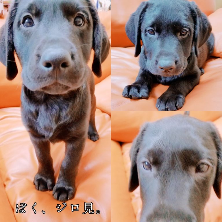 ★ラブラドール子犬★ 長野オールドッグ訓練センター 宮田警察犬訓練所