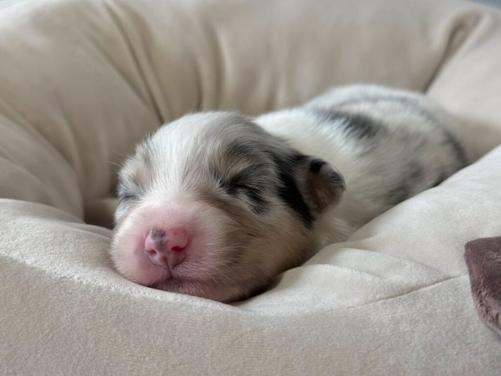 仔犬