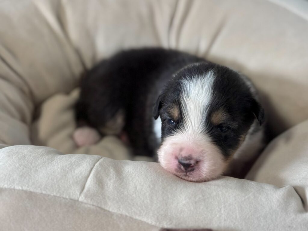 仔犬