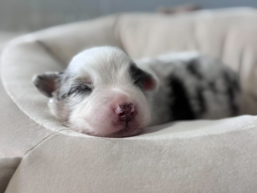 仔犬