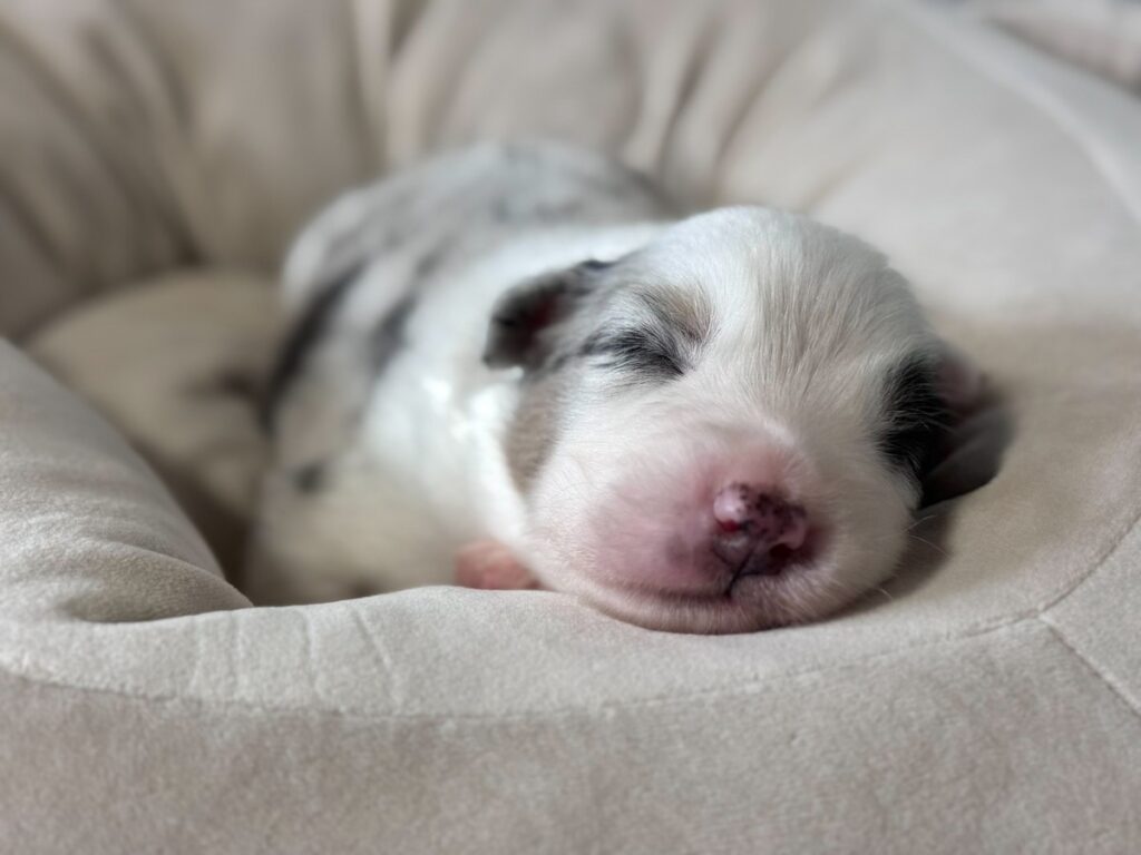 仔犬