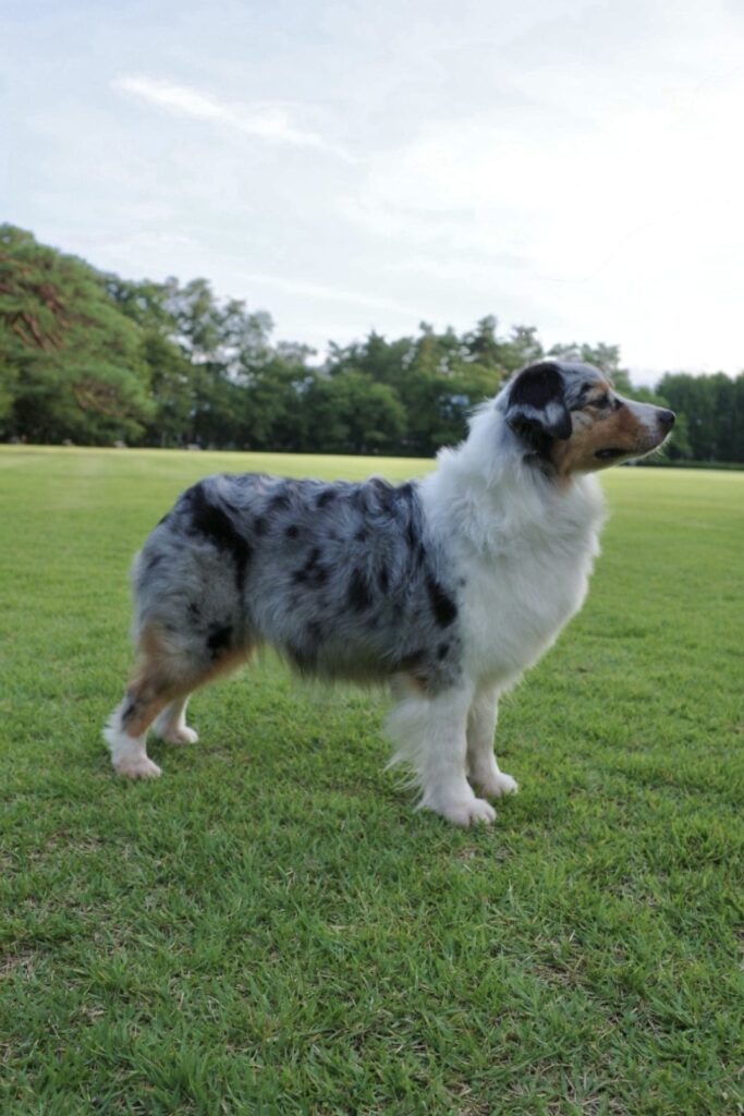 親犬