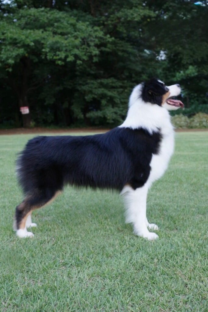 親犬